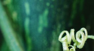 Картинка по теме - как сажать арбузы