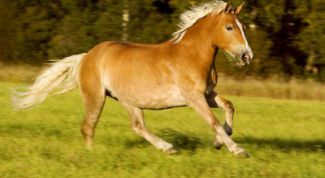 Картинка по теме - как понять лошадь