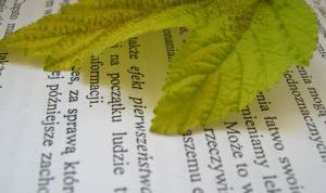 Картинка по теме - как выровнять текст