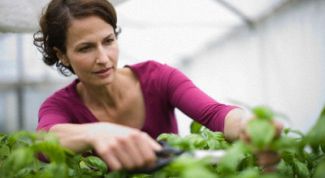 Картинка по теме - как сажать базилик