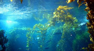 Картинка по теме - как приготовить салат из морской капусты