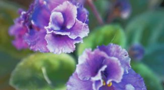 Картинка по теме - как поливать фиалку