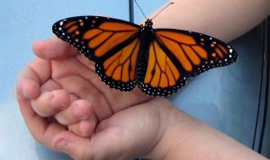 Картинка по теме - как платить алименты на ребенка