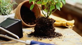 Картинка по теме - как пересадить растение