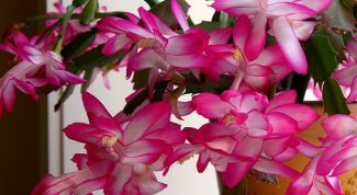 Картинка по теме - как пересаживать кактус