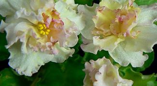 Картинка по теме - как пересадить фиалку