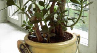 Картинка по теме - как пересаживать денежное дерево