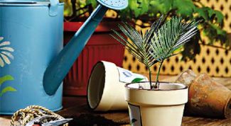 Картинка по теме - как пересадить комнатные растения