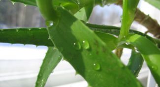 Картинка по теме - как пересадить алоэ