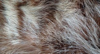 Картинка по теме - как разгладить мех
