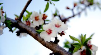 Картинка по теме - как выращивать миндаль