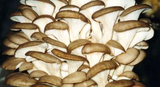 Картинка по теме - как вырастить в своих условиях грибы вешенки