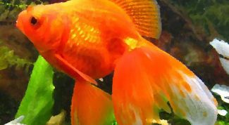 Картинка по теме - как нарисовать золотую рыбку