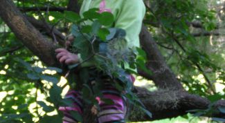 Картинка по теме - как узнать своё дерево