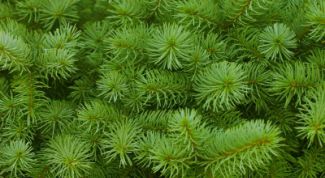 Картинка по теме - как вырастить ёлку дома