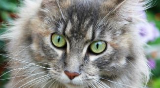 Картинка по теме - как дрессировать котёнка