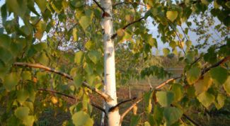 Картинка по теме - как заготовить веник