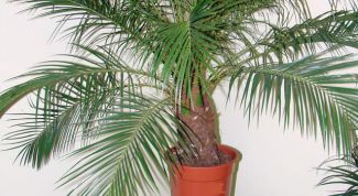 Картинка по теме - как посадить финик