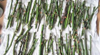 Картинка по теме - как укоренить розу