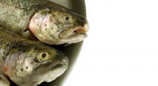 Картинка по теме - как поймать форель