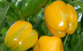 Картинка по теме - как выращивать болгарский перец