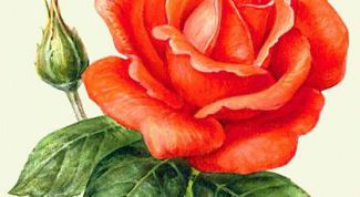 Картинка по теме - как черенковать розу