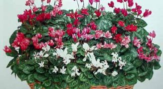 Картинка по теме - как поливать цикламен