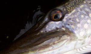 Картинка по теме - как почистить щуку