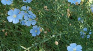 Картинка по теме - как выращивать лен