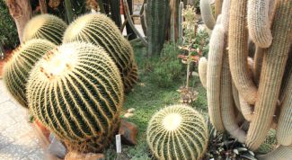 Картинка по теме - как размножать кактусы