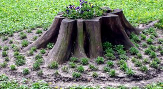 Картинка по теме - как украсить пень