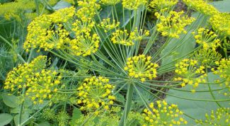 Картинка по теме - как готовить укропную воду