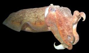 Картинка по теме - как чистить кальмара