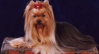 Картинка по теме - как поставить ушки йорку