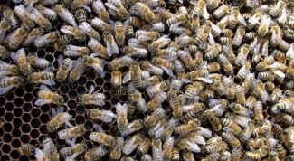 Картинка по теме - как поймать пчелиный рой