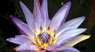 Картинка по теме - как узнать, что за цветок