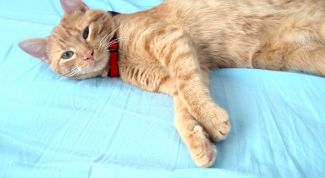 Картинка по теме - как свести кота и кошку