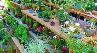 Картинка по теме - как выращивать комнатные растения