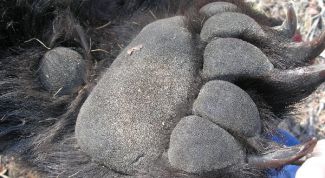 Картинка по теме - как нарисовать лапы