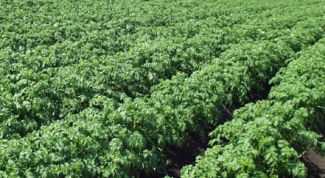 Картинка по теме - как удобрить картофель