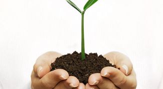 Картинка по теме - как украсить свой огород