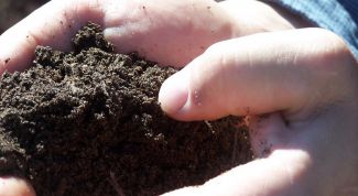 Картинка по теме - как удобрить землю