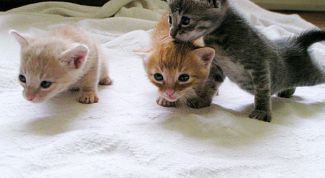 Картинка по теме - как удалить запах кошачей мочи