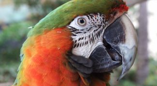 Картинка по теме - как приучить попугая купаться