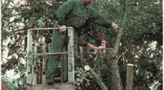 Картинка по теме - как валить дерево