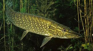 Картинка по теме - как фаршировать щуку