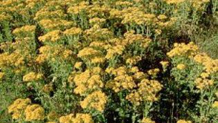 Картинка по теме - как повысить низкое давление