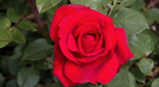 Картинка по теме - как укоренить розу из букета