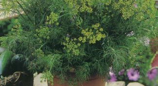 Картинка по теме - как вырастить дома укроп