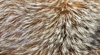 Картинка по теме - как покрасить мех песца в домашних условиях